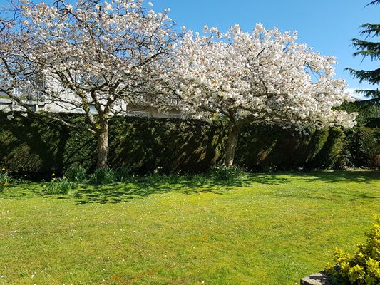 Blossom trees in bloom in the sunny garden